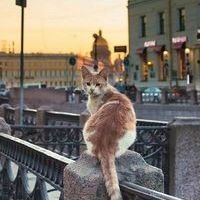 В Петербурге планируют открыть два государственных приюта для бездомных животных