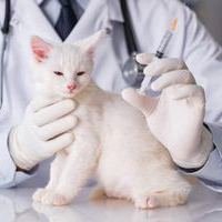 В московских ветклиниках пройдёт акция по вакцинации домашних животных
