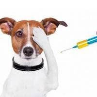 Ученые не исключили, что животным потребуется вакцина от коронавируса