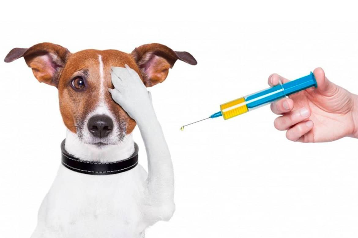 Проведение вакцинации животных