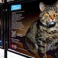 Выставка фотографий животных из приютов открылась в Москве
