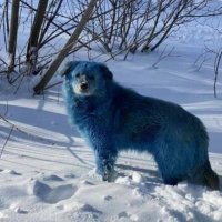 Собак с синей шерстью обнаружили в Дзержинске