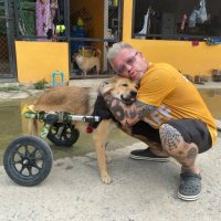 Тайский приют спасает собак-инвалидов