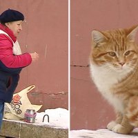 Петербургские зоозащитники придумали, как помочь бабушкам, которые кормят котиков