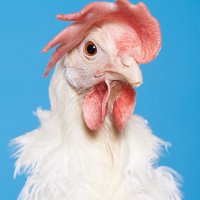 Портреты куриц, которых разводят в лабораториях для проведения научных экспериментов