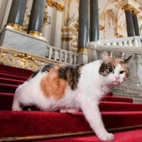 В Петербурге появится профсоюз музейных котов