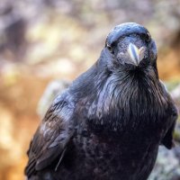 Ученые обнаружили у обыкновенных воронов (Corvus corax) способность к эмпатии.