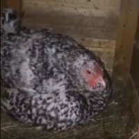 Вместо яиц — котята: на Кубани курица стала мамой для пушистых