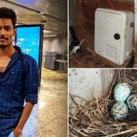 Индийская деревня провела полтора месяца во тьме, чтобы спасти птицу с выводком