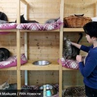 В Петербурге построят два городских приюта для бездомных животных