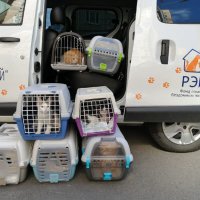 В Москве запустили бесплатное зоотакси для животных из приютов
