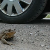 Водителей Сестрорецка попросили помочь жабам перейти дорогу