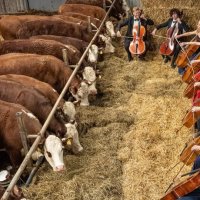 В Дании коровам начали давать концерты классической музыки