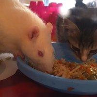 Как кошки подружились с крысами