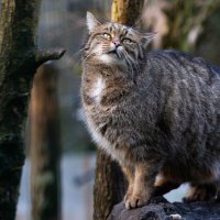 Лесные коты вернутся в Англию и Уэльс спустя 200 лет отсутствия