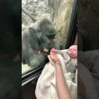 В зоопарке мама показала горилле своего малыша, и реакция обезьяны растрогала соцсети