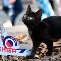 «Получим портрет типичного котика»: в Москве началась перепись всех бездомных котов и кошек