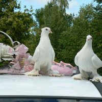 Почему голуби на свадьбе – традиция, несущая смерть