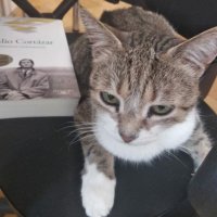 Кошку из петербургской библиотеки признали лучшей служебной кошкой России