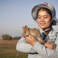 Крыса-герой. Грызун, обнаруживший десятки мин в Камбодже, уходит на пенсию