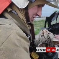 Пушистый счастливец: пожарные Нового Уренгоя спасли кошку, которая надышалась угарным газом