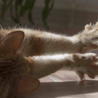 Кабмин: Удаление у кошек когтей может быть признано жестоким обращением
