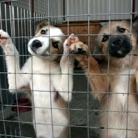 Кабмин одобрил законопроект о размещении приютов для животных в нежилых помещениях