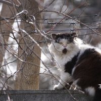 Замечательная история кладбищенского кота Васьки, который случайно обрел дом