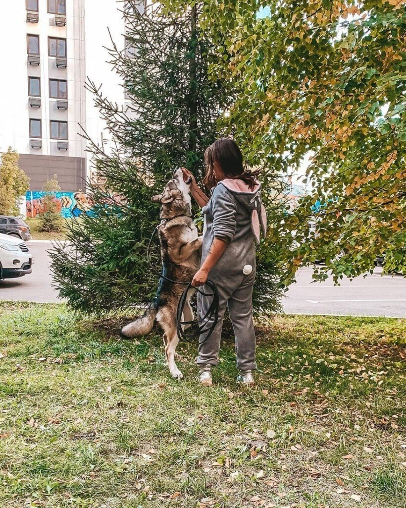 Россиянка взяла из приюта волчонка и одомашнила его » Кошка Ветра