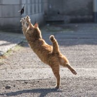 Уличные кошки - как произведение исскуства, в фотографиях японского фотографа Мсаюки Оки