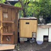 На Васильевском острове появился двор для бездомных кошек
