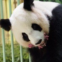 "Розовые и упитанные": во французском зоопарке родились панды-близнецы