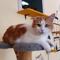 Кошка Афина Кошка Афина
