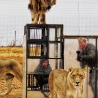 Зоопарк наоборот: львы смотрят на людей в клетках