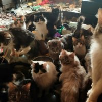 Держать в квартире 40 кошек могут запретить законом Проект нормативного акта пока обсуждается