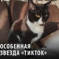 «Не может прыгать и шатается при ходьбе»: Петербургский котик с нарушением координации покорил сердца пользователей «ТикТока»