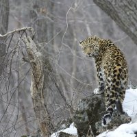 Амурских тигров и дальневосточных леопардов спасли от вымирания