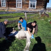 Работа по живому: спасать диких животных в Якутию поедут волонтеры