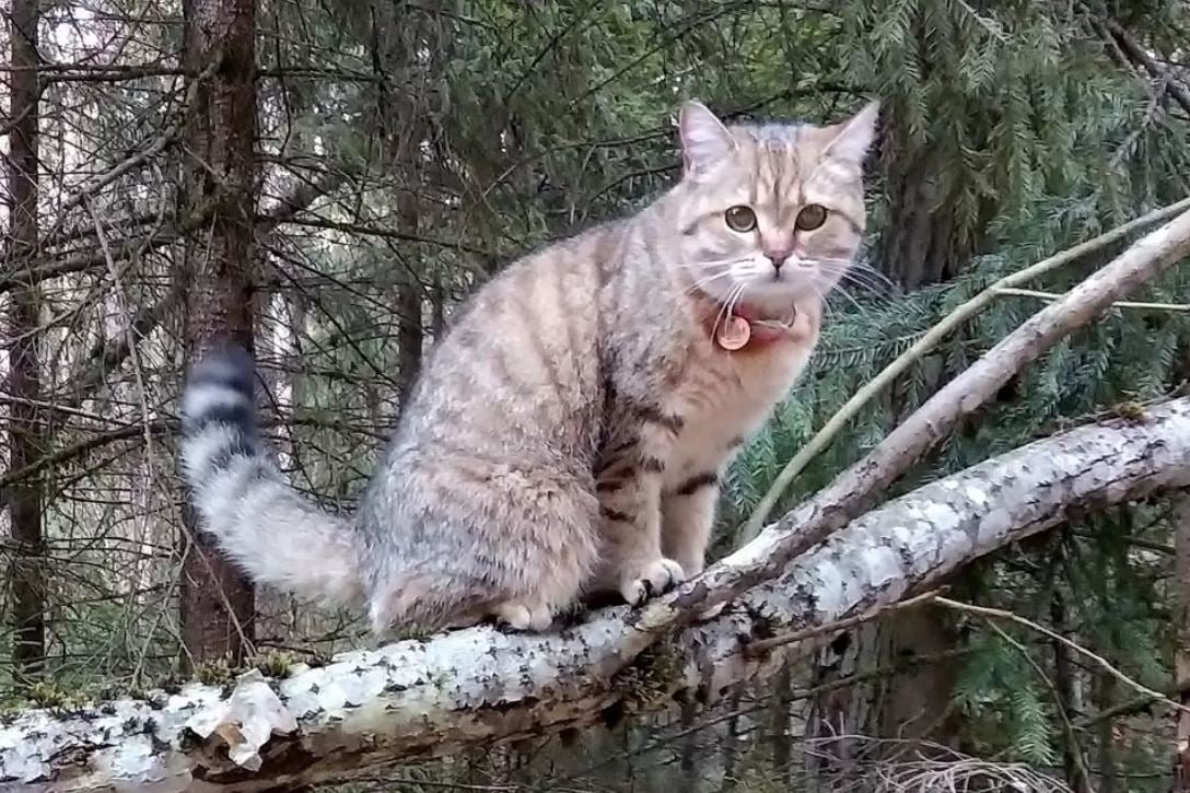 Липчанам вернули кошку, которая потерялась в брянских лесах четыре месяца  назад » Кошка Ветра