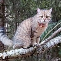 Липчанам вернули кошку, которая потерялась в брянских лесах четыре месяца назад