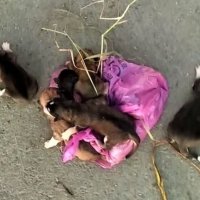 В Тюменской области водители мусоровоза спасли выброшенных на помойку щенков