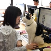 Компания приютила в офисе уличных кошек, чтобы снизить уровень стресса сотрудников