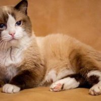 Российский кот-долгожитель стал рекордсменом
