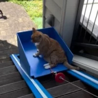 Новозеландский ютубер сконструировал лифт для своего старенького кота