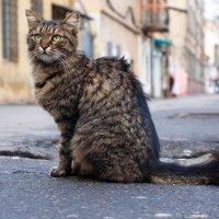 Жестокая обратная сторона мема про милых котиков: как в Москве выбрасывают кошек