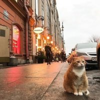 Скончался кот Рыжик, завсегдатай пышечной на Большой Конюшенной в Петербурге