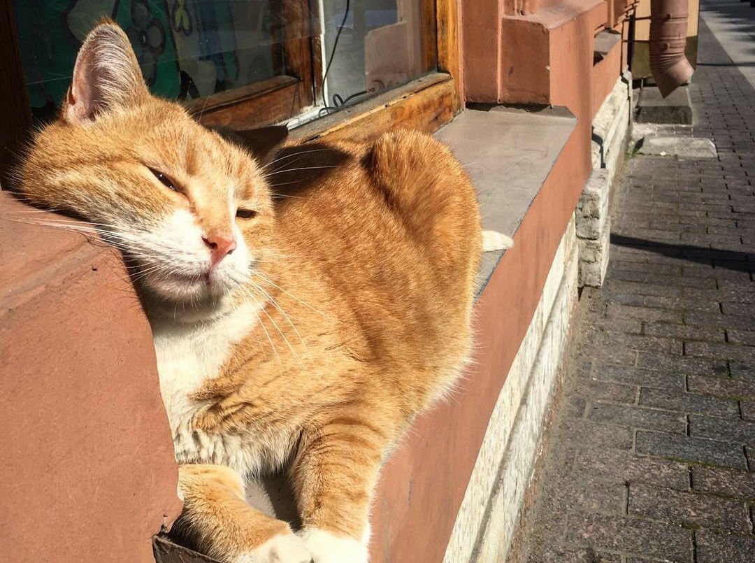 Скончался кот Рыжик, завсегдатай пышечной на Большой Конюшенной в  Петербурге » Кошка Ветра