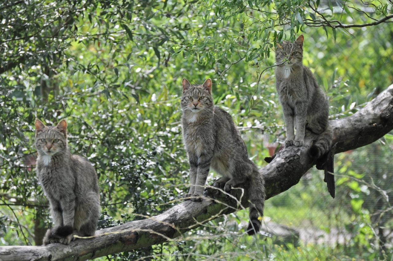 дикие кошки в австралии