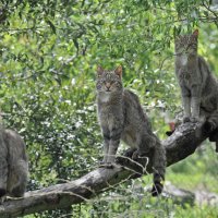 В Австралии хотят запретить кошкам лазить по деревьям