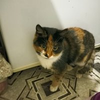 Была бобруйчанка — стала минчанка. Кошка, которая проехала 150 км под днищем авто, нашла себе дом
